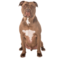 Le Pitbull : un chien victime de la loi et des médias