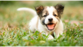 Nom de chien