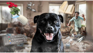 Un chien de race Staffie est assis au milieu d'un salon détruit alors que son maître court vers lui