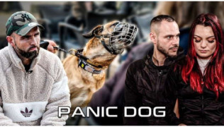 L'éducateur canin Tony Silvestre rééduque une Malinoise agressive dont les maîtres n'ont plus d'espoir