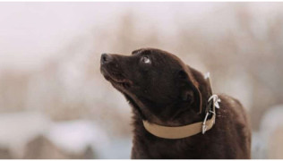 Un chien de race Labrador chocolat a peur pendant une balade dans la neige