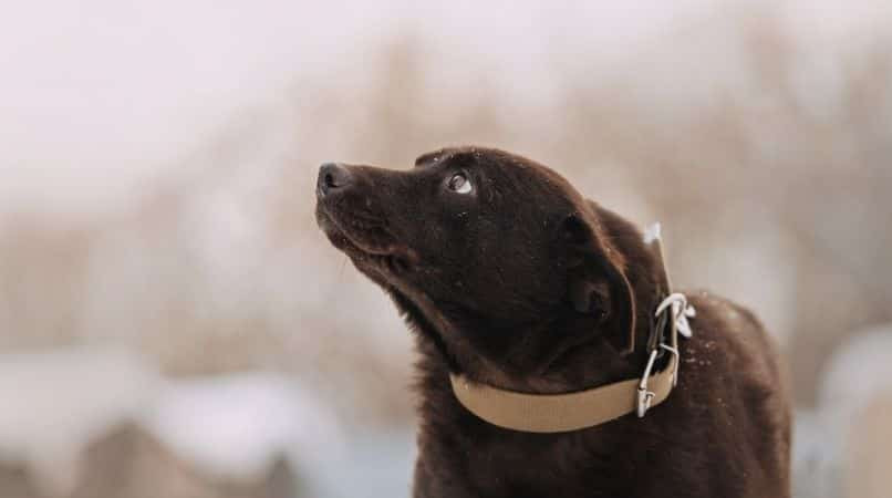 Comment mieux comprendre et gérer la peur chez son chien ?