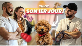 Accueillir un chiot : les secrets d’un premier jour réussi
