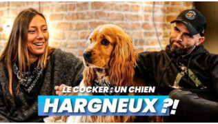 L'éducateur canin Tony Silvestre discute avec l'influenceuse Diane Perreau de la vie avec un Cocker