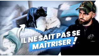 L'éducateur canin Tony Silvestre éduque un chien Staffie qui détruit tout et grimpe les coussins