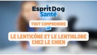 Esprit Dog Santé : Tout comprendre sur le lenticône et le lentiglobe chez le chien