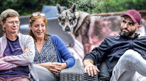 Chien-loup : un chien pas comme les autres