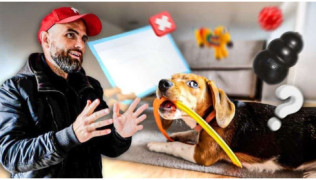 L'éducateur canin Tony Silvestre éduque un chiot Beagle avec qui son maître galère