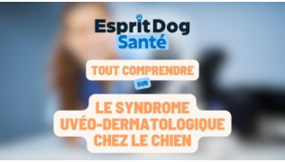 Esprit Dog Santé : Tout comprendre sur le syndrome uvéo-dermatologique chez le chien