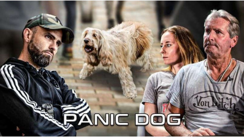 Elle a tellement peur qu’elle vit dans un placard : l’histoire d’un chien sensible