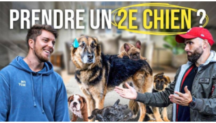 L'éducateur canin Tony Silvestre aide Romain Lanéry à adopter un deuxième chien