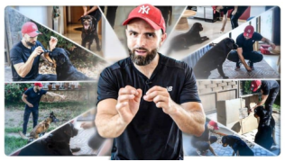 10 exercices faciles à faire à la maison pour stimuler votre chien