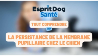 Esprit Dog Santé : Tout comprendre sur la persistance de la membrane pupillaire chez le chien
