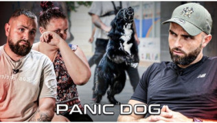 L'éducateur canin Tony Silvestre rééduque un chien agressif humain qui attaque dans la rue