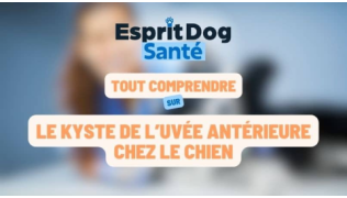 Esprit Dog Santé : Tout comprendre sur le kyste de l’uvée antérieure chez le chien