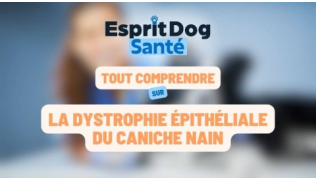 Esprit Dog Santé : Tout comprendre sur la dystrophie cornéenne stromale centrale chez le chien