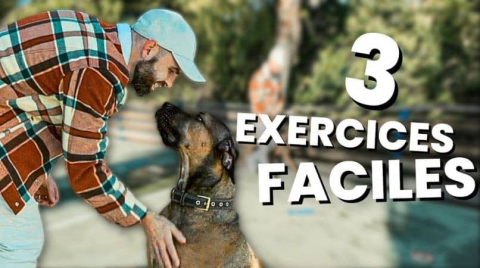 3 exercices faciles pour chien : comment aider votre compagnon à mieux gérer ses émotions ?