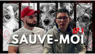 L'éducateur canin Tony Silvestre aide une maîtresse à adopter son premier chien de refuge