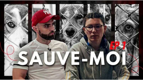 Ce chien de refuge n’est pas sorti pendant deux ans : la renaissance de Gipsy