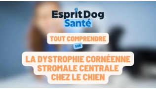 Esprit Dog Santé : Tout comprendre sur la dystrophie cornéenne stromale centrale chez le chien