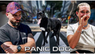L'éducateur canin Tony Silvestre se tient à côté d'un chien loup phobique dans une ville avec sa maîtresse