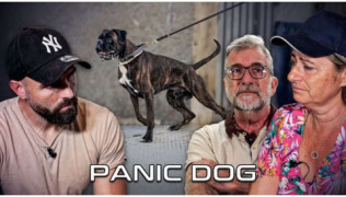 L'éducateur canin Tony Silvestre est assis à côté d'un couple triste car ils n'arrivent plus à maîtriser leur chien Boxer