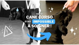 Un chien de race Cane Corso impossible à soigner réussi à être rééduquée
