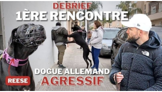 L'éducateur canin Tony Silvestre rencontre une Dogue Allemand agressive humain