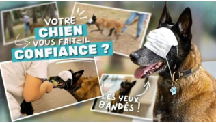 L'éducateur canin Tony Silvestre présente un exercice pour améliorer la confiance avec un chien de race Malinois