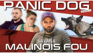 L'éducateur canin Tony Silvestre rééduque un Malinois fou