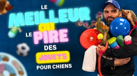 Quels sont les meilleurs et les pires jouets pour chien ?