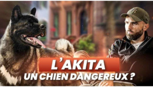 Vivre avec un Akita : mythe d’un monstre ou réalité ?
