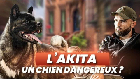 Vivre avec un Akita : mythe d’un monstre ou réalité ?