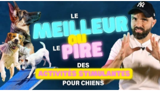 Tony Silvestre en train de parler à côté de plusieurs chiens qui font des activités stimulantes