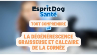 Esprit Dog Santé : Tout comprendre sur la dégénérescence graisseuse et calcaire de la cornée