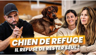 L'éducateur canin Tony Silvestre donne des conseils pour un chien de refuge qui refuse de rester seul
