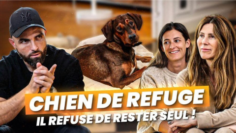 Adopter un chien en refuge : comment éviter qu’il y retourne