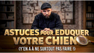 Astuces pour l’éducation d’un chien : attention aux conseils qui font plus de dégâts que de progrès
