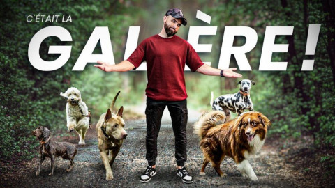 Balade avec 5 chiens : pourquoi cette sortie a viré au cauchemar ?