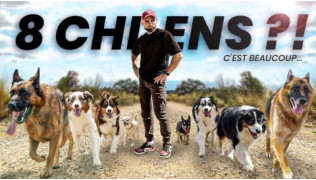 L'éducateur canin Tony Silvestre en balade avec 8 chiens de races Berger Allemand, Berger Australien et Chihuahua
