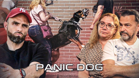 Chien difficile à maîtriser : l’histoire d’Ulys, un Grand Bouvier Suisse de 60 kg au bord de la rupture