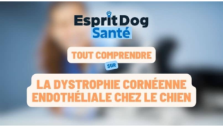 Esprit Dog Santé : Tout comprendre sur la dystrophie cornéenne endothéliale chez le chien