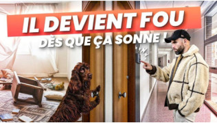 Chien qui saute sur les invités : comment apaiser l’accueil sans casser sa joie ?
