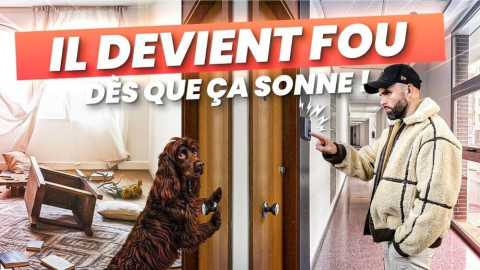 Chien qui saute sur les invités : comment apaiser l’accueil sans casser sa joie ?