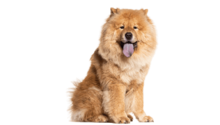 Chow-chow : le chien aux 1000 particularités que tout le monde juge mal