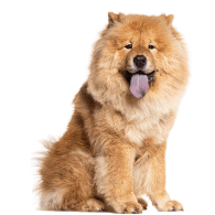 Chow-chow : le chien aux 1000 particularités que tout le monde juge mal