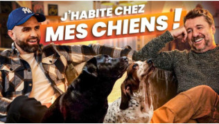Vivre avec deux chiens : deux caractères, un quotidien bien réel