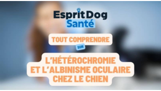 Esprit Dog Santé : Tout comprendre sur l’hétérochromie et l’albinisme oculaire chez le chien