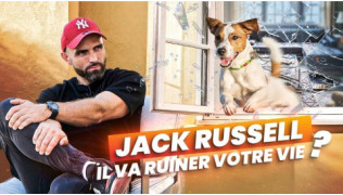 Jack Russell : une terreur… ou un chien au caractère mal compris ?