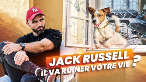 Jack Russell : une terreur… ou un chien au caractère mal compris ?
